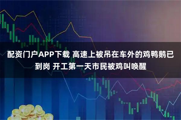 配资门户APP下载 高速上被吊在车外的鸡鸭鹅已到岗 开工第一天市民被鸡叫唤醒